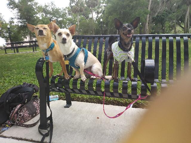P&B Pet Walking and Sitting service photo 3