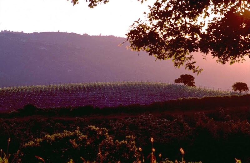 Photo of Mount Eden Vineyards