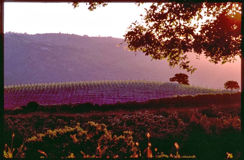 Mount Eden Vineyards photo 3