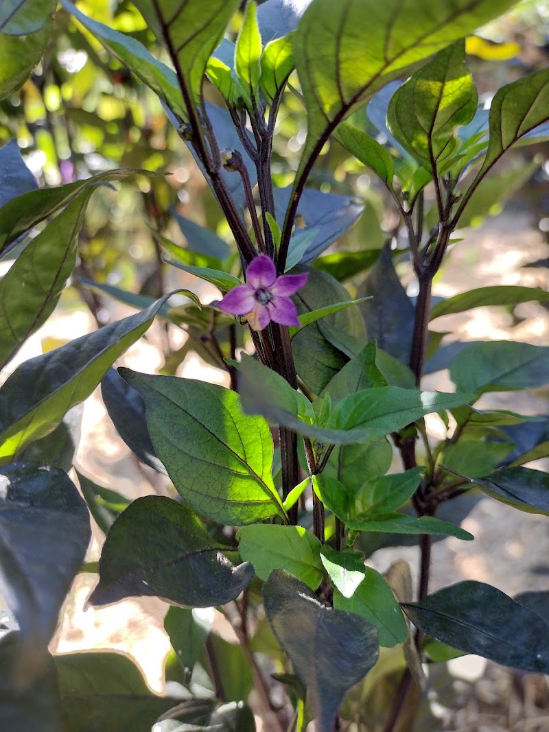 Nuestra Tierra Garden photo 3