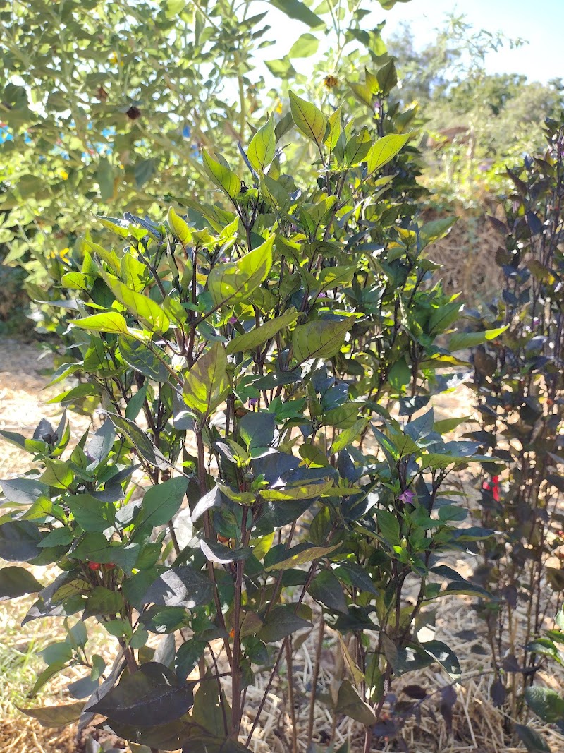 Nuestra Tierra Garden photo 4