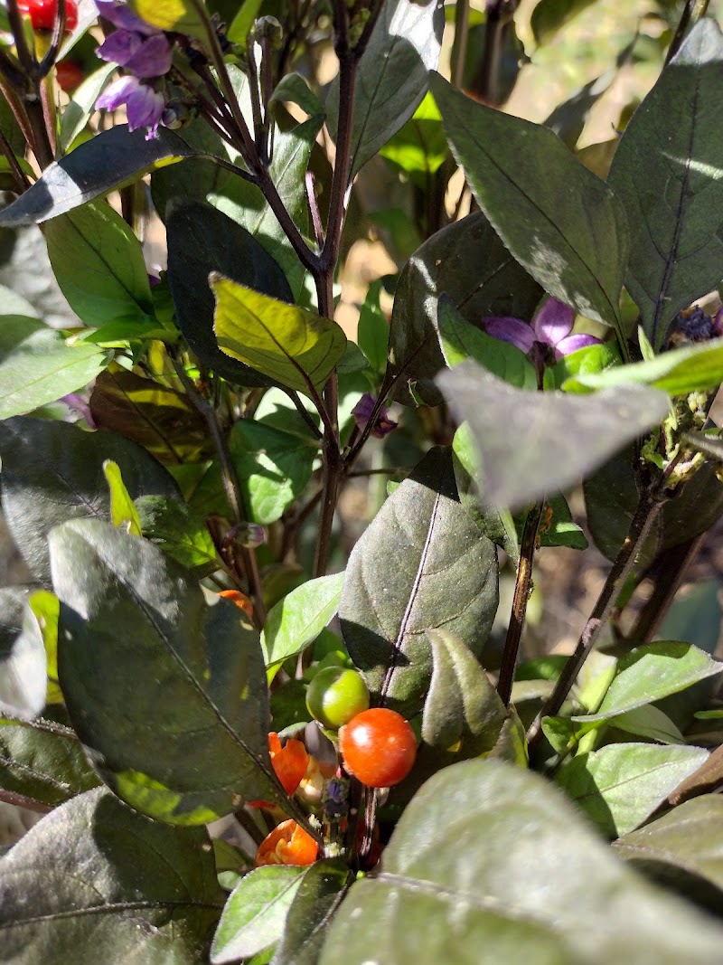 Photo of Nuestra Tierra Garden