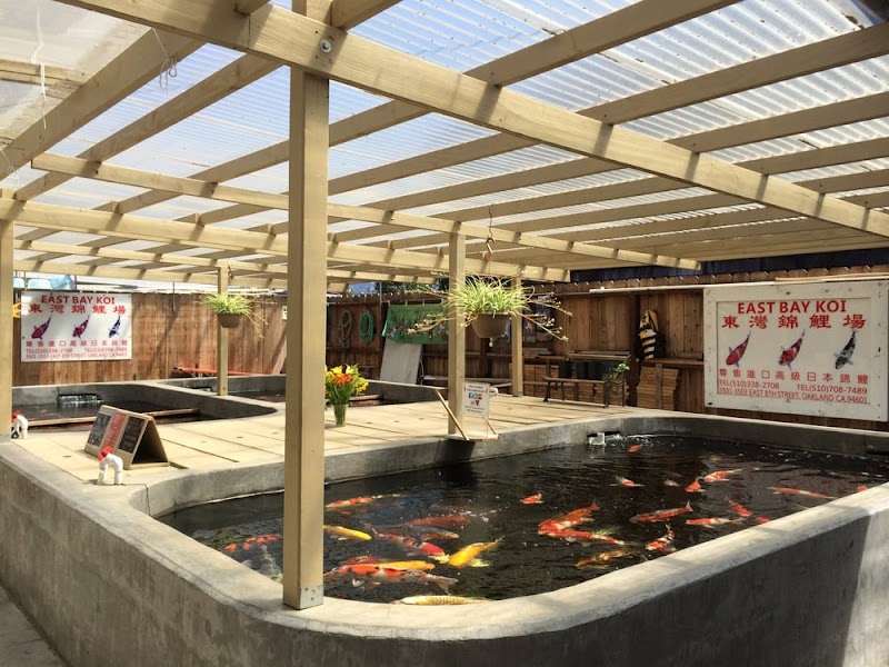East Bay Koi photo 5