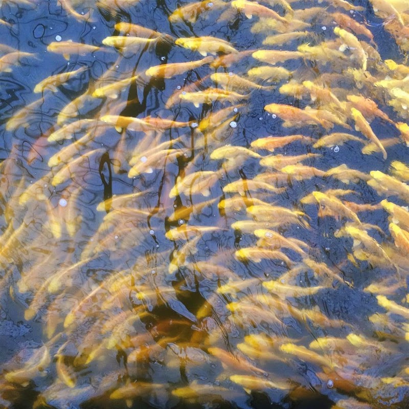 East Bay Koi photo 4