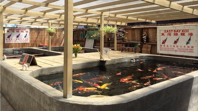 East Bay Koi photo 2