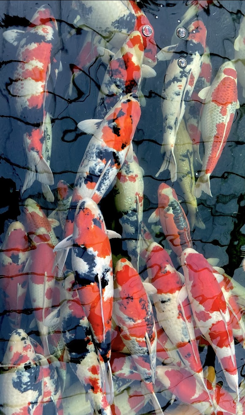 East Bay Koi photo 3