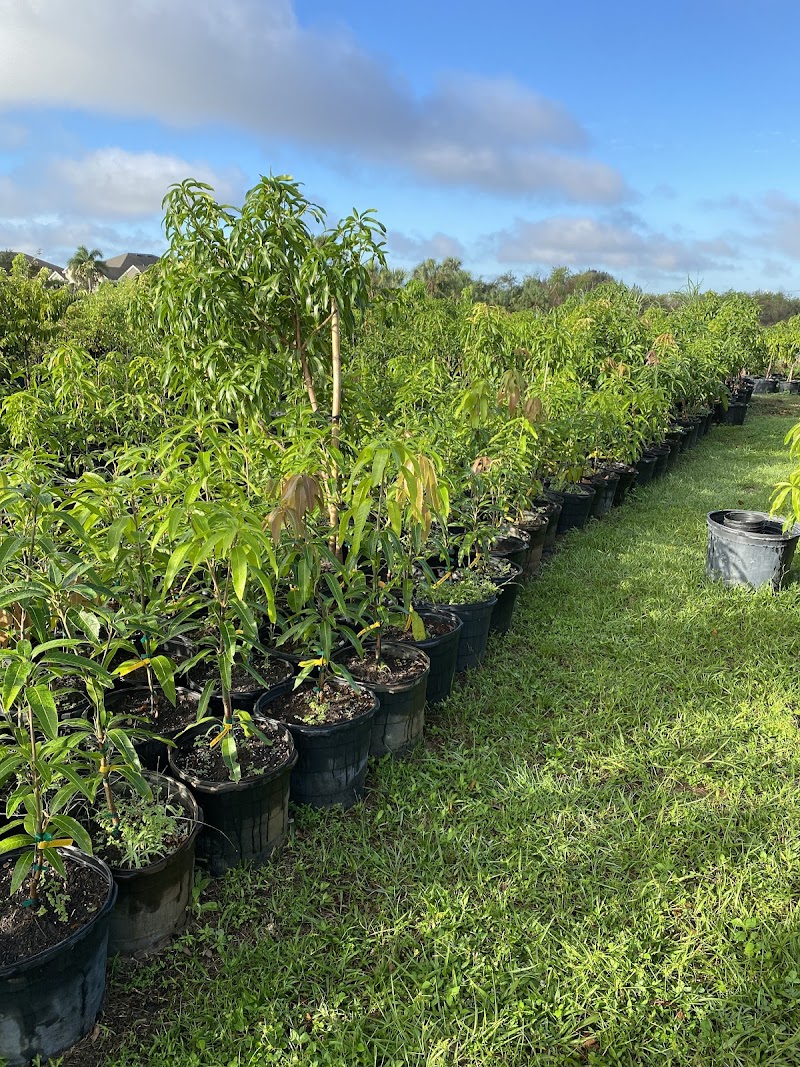 Tropical Place Nursery photo 2