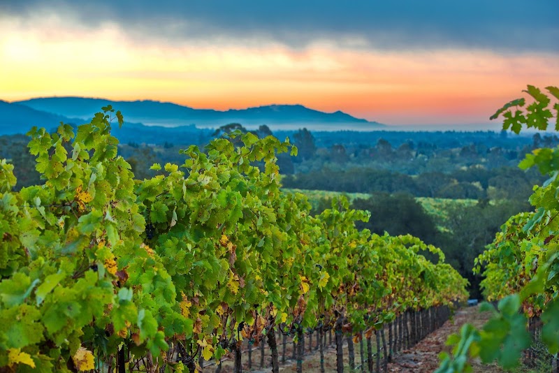 Notre Vue Estate Winery & Vineyards photo 2