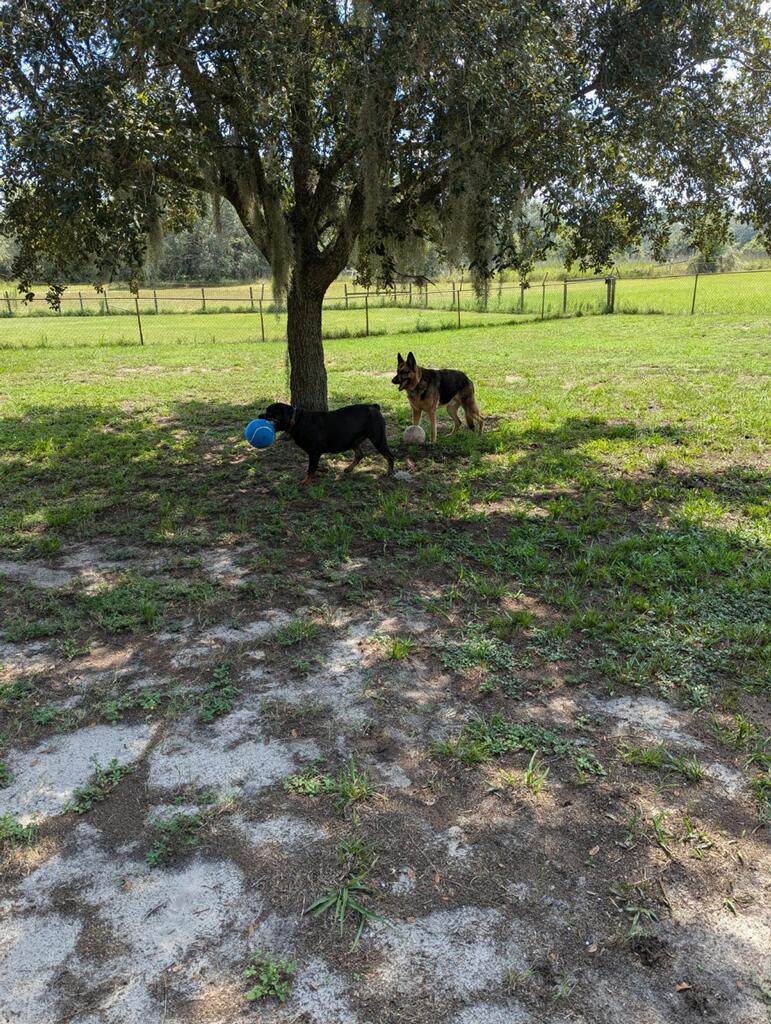 Shelley Parker Pet Resort photo 5