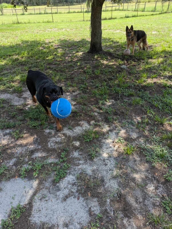 Photo of Shelley Parker Pet Resort
