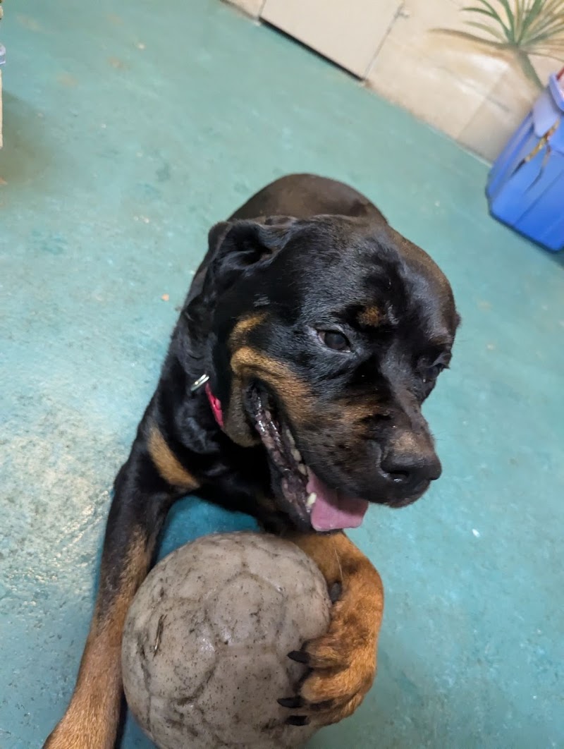 Shelley Parker Pet Resort photo 4