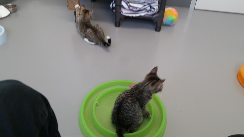 Humane Society of Sonoma County - Healdsburg photo 3