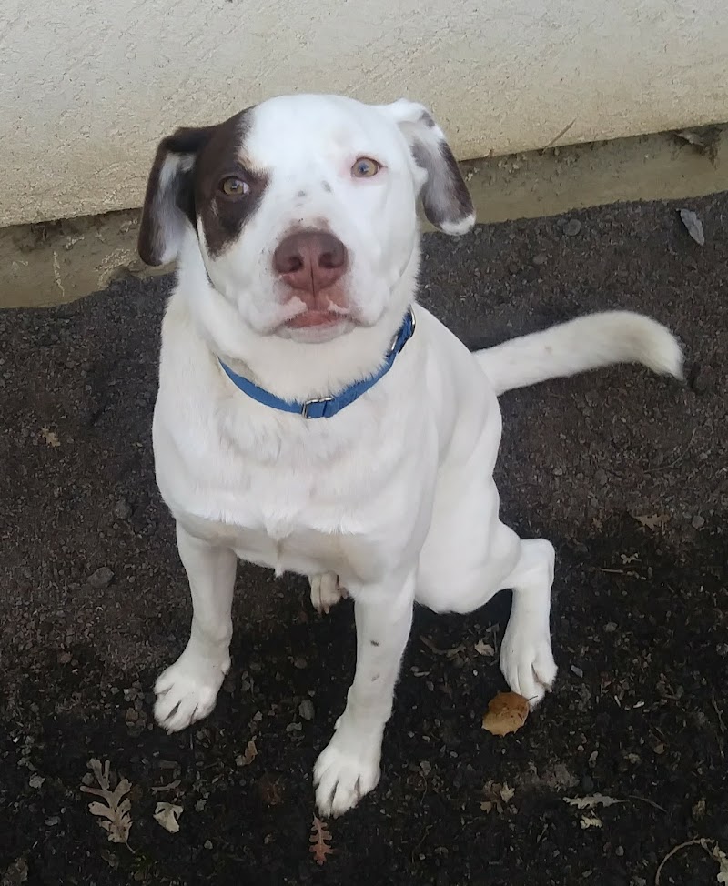 Humane Society of Sonoma County - Healdsburg photo 4
