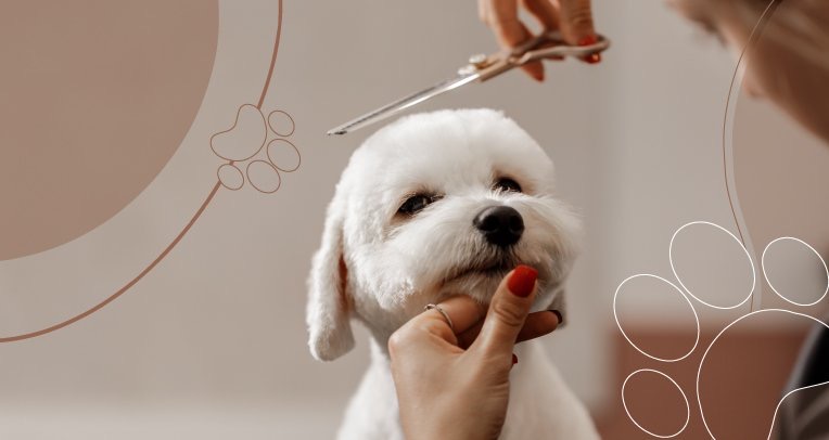 Pet Show Grooming Mobile photo 5