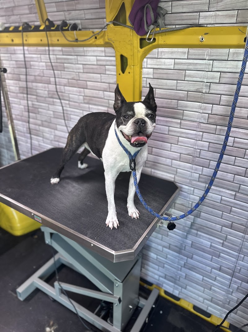 Photo of Pet Show Grooming Mobile