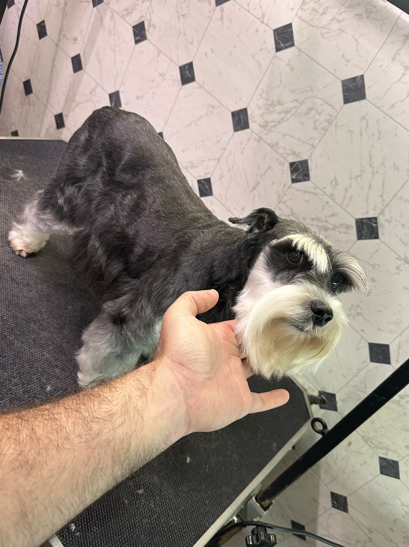 Pet Show Grooming Mobile photo 3