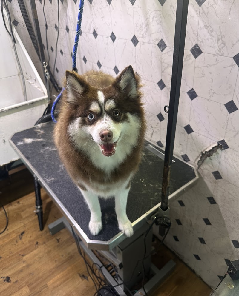 Pet Show Grooming Mobile photo 2