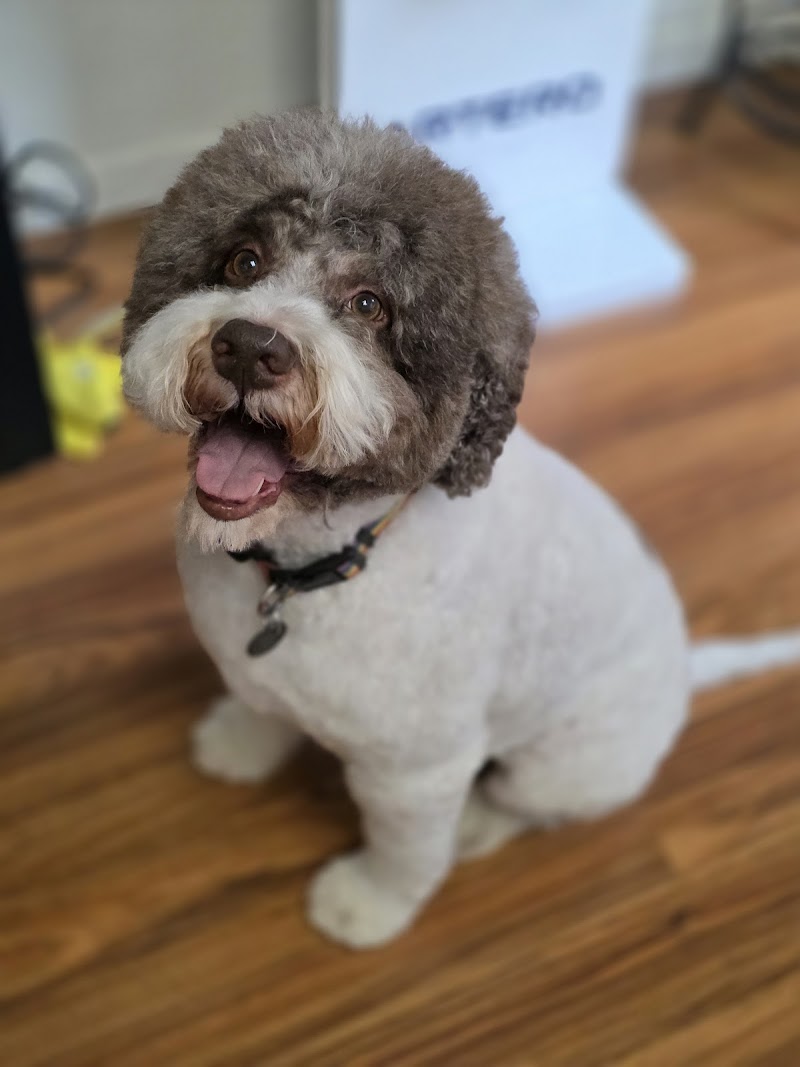 Curly Doodle Dog Grooming photo 4