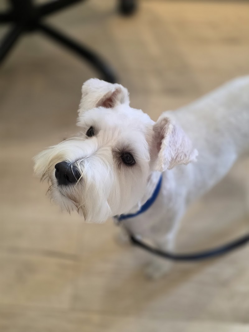 Photo of Curly Doodle Dog Grooming