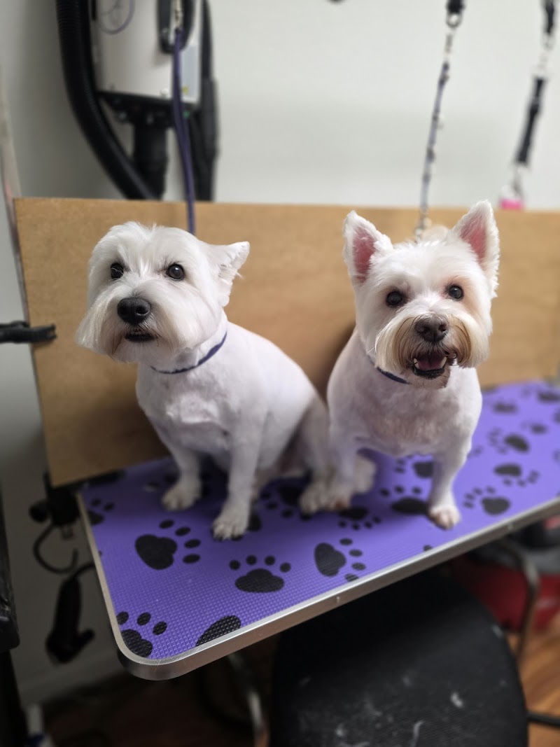 Curly Doodle Dog Grooming photo 3