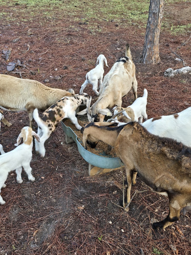 Weeki wachee farm photo 3