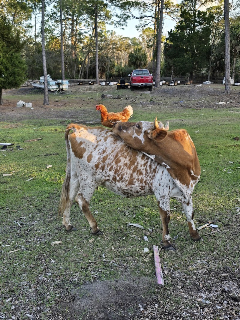 Photo of Weeki wachee farm