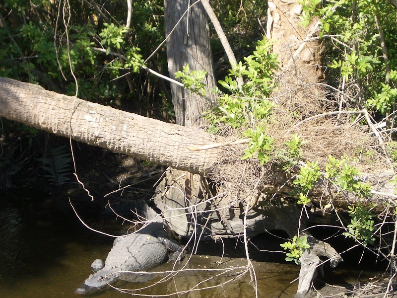 Photo of Tampa Bay Mitigation, LLC