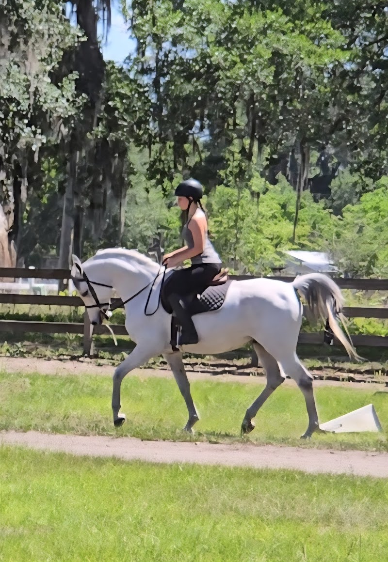 Photo of M&M SHOW HORSES