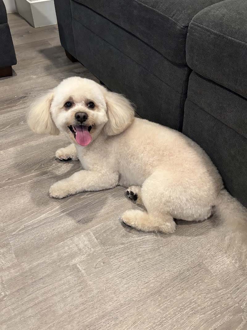 Puppy Pampers Grooming photo 2