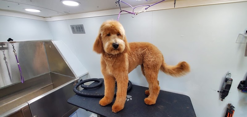 Puppy Pampers Grooming photo 3