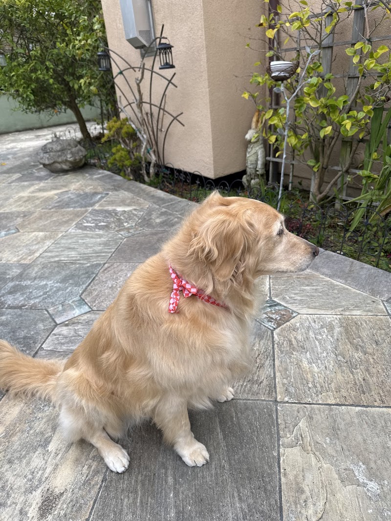 Puppy Pampers Grooming photo 5