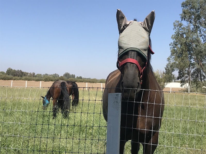FLYING HORSE FARMS photo 4