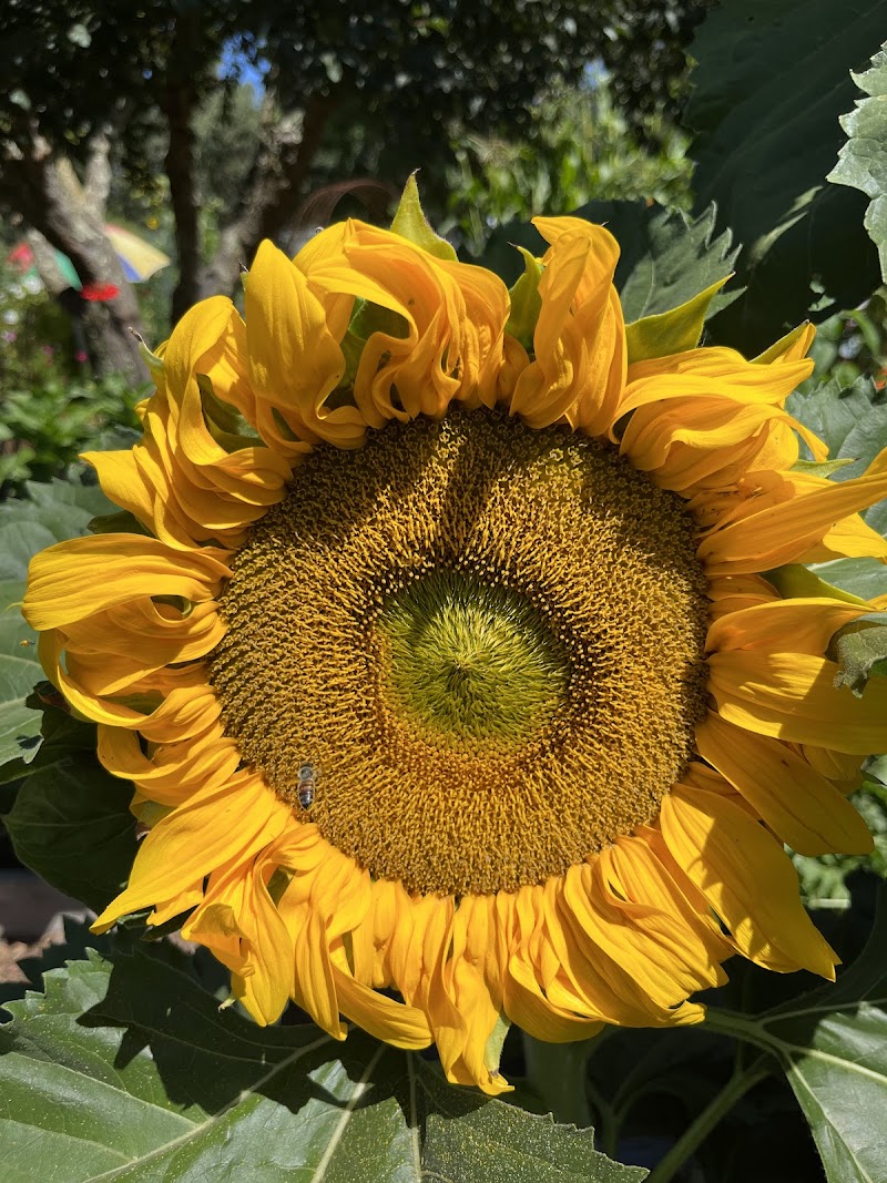 Sonoma Garden Park photo 2