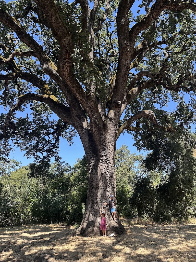 Sonoma Garden Park photo 4