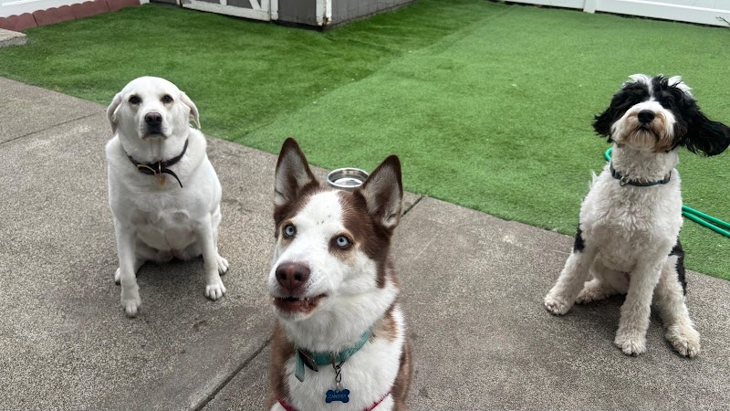 Many Paws Home Pet Care photo 2