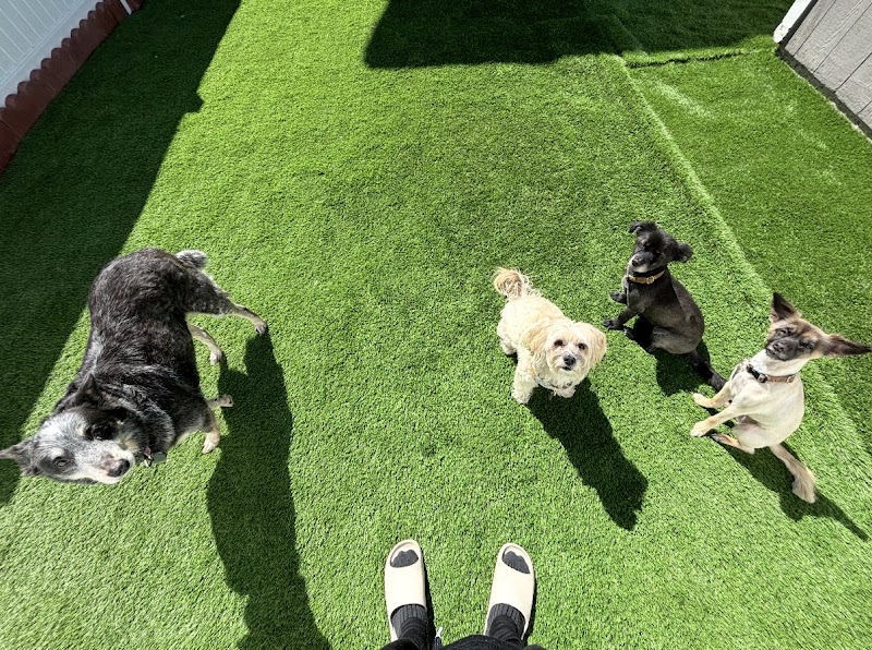 Many Paws Home Pet Care photo 3