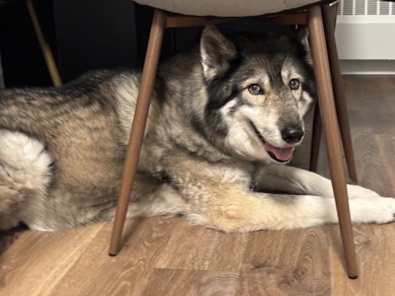 Many Paws Home Pet Care photo 4