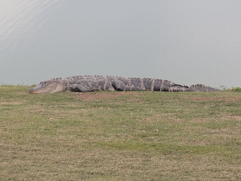 Palmetto Executive Golf Course photo 4