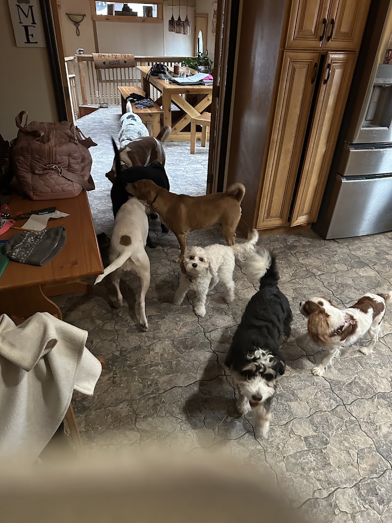 Pets At Ease Pet Sitting & Boarding photo 2