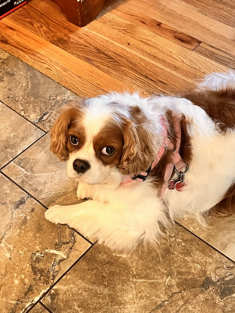 Pets At Ease Pet Sitting & Boarding photo 5