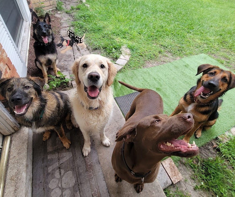 Bravo K9 Tampa photo 5