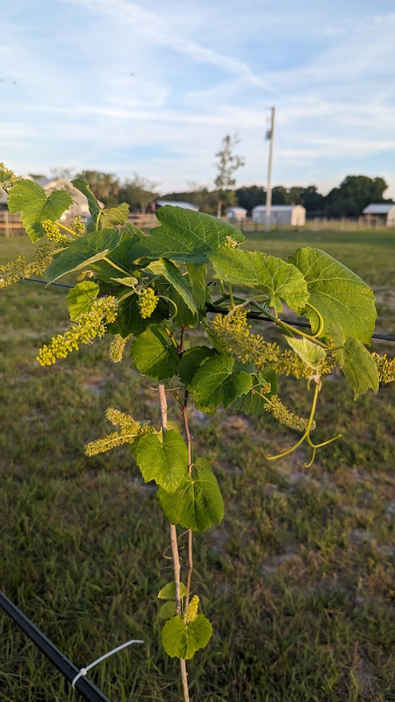 Photo of Rosado Ranch & Bees