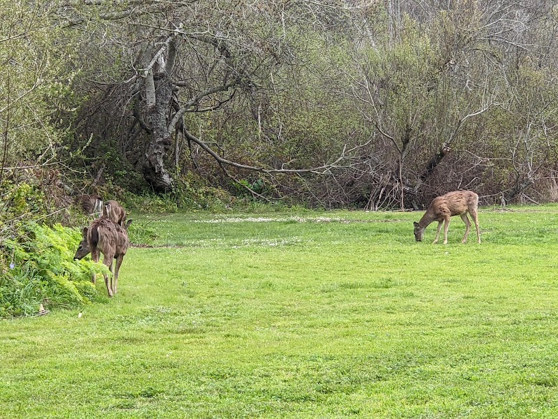 South Walnut Grove Picnic Area photo 5