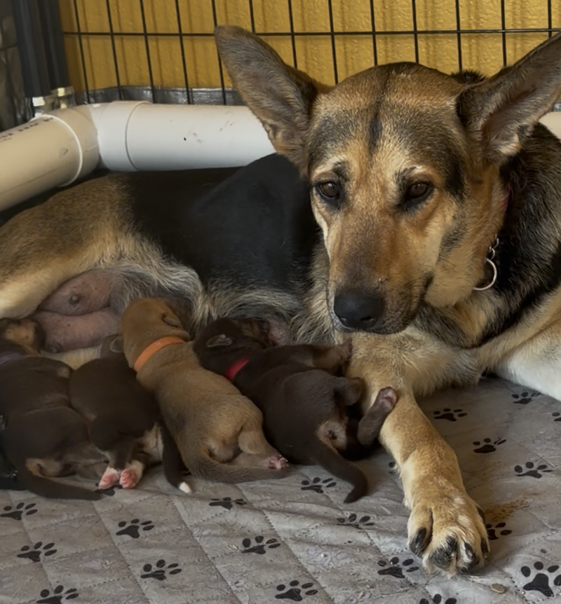 Alamo Animal Hospital photo 3