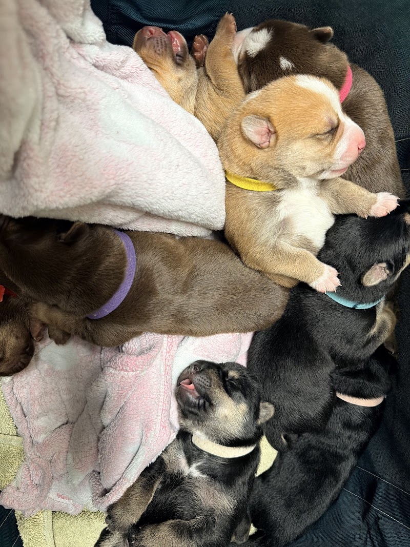 Alamo Animal Hospital photo 5