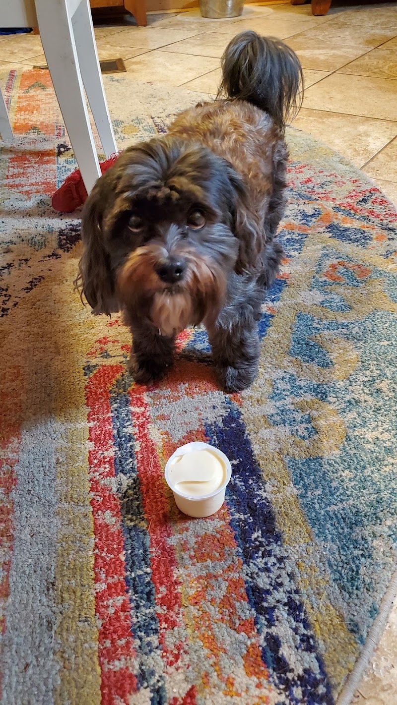 Photo of K9 Petsitters - Pet Sitting Service