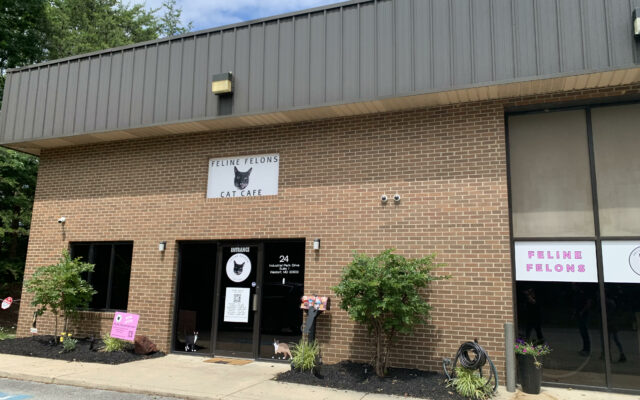 Photo of Feline Felons Cat Cafe