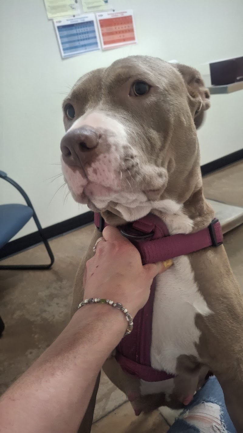 Arizona Humane Society Veterinary Clinic at South Mountain Campus photo 2