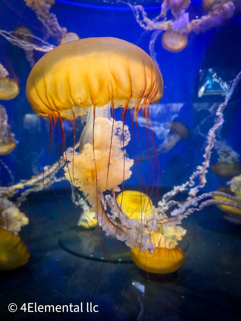 Aquarium of the Pacific photo 4