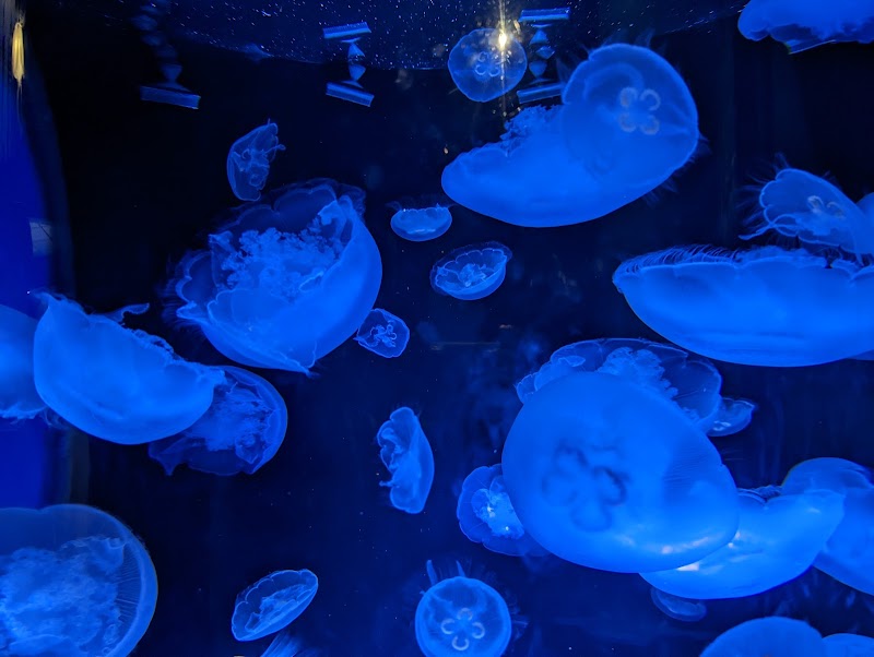 Aquarium of the Pacific photo 5